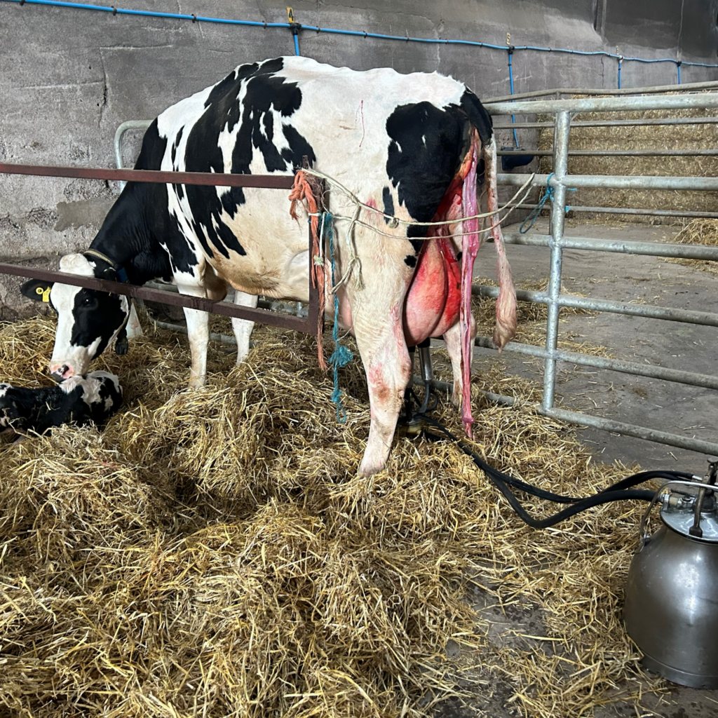 Feeding colostrum within 2 hours of birth is critical for passive immune transfer in dairy calves.