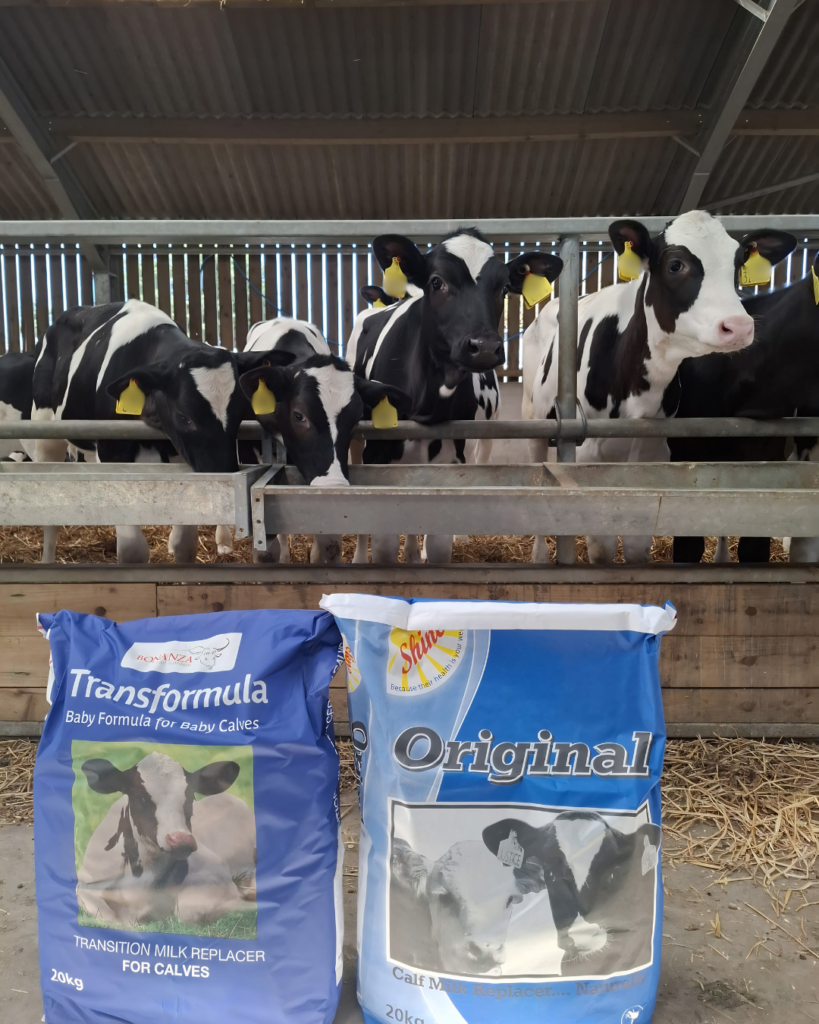 Holstein calves demonstrating strong calf performance with Transformula and Shine Original