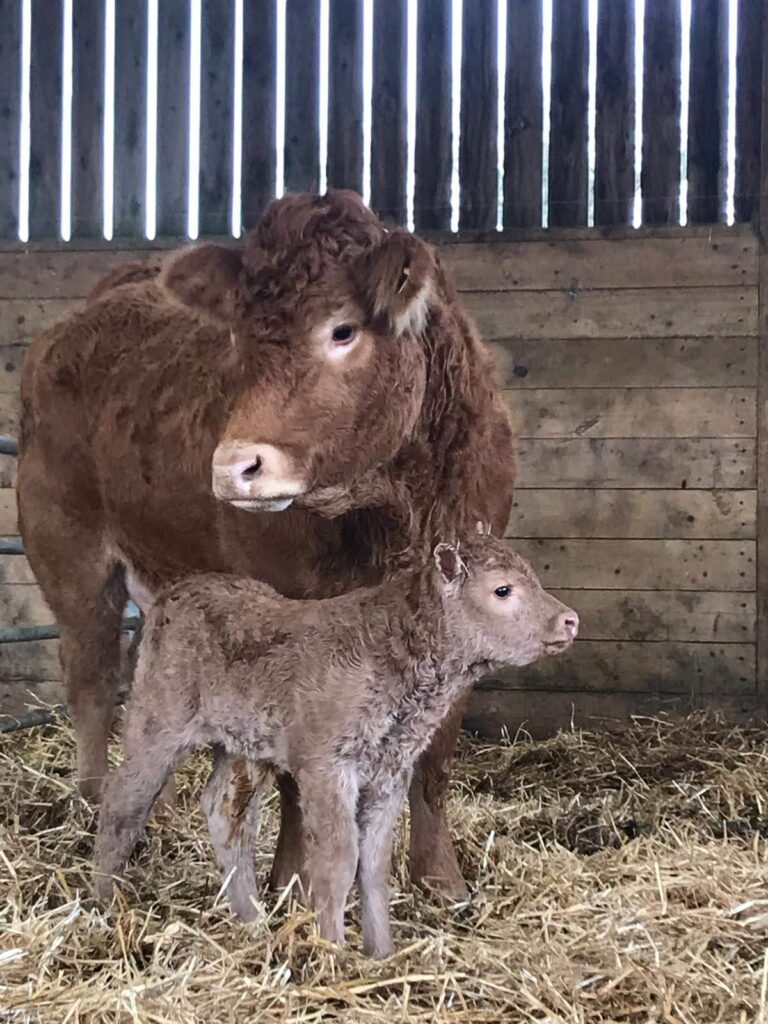 Cow and newborn calf illustrating the effects of dry cow ketones on calf development
